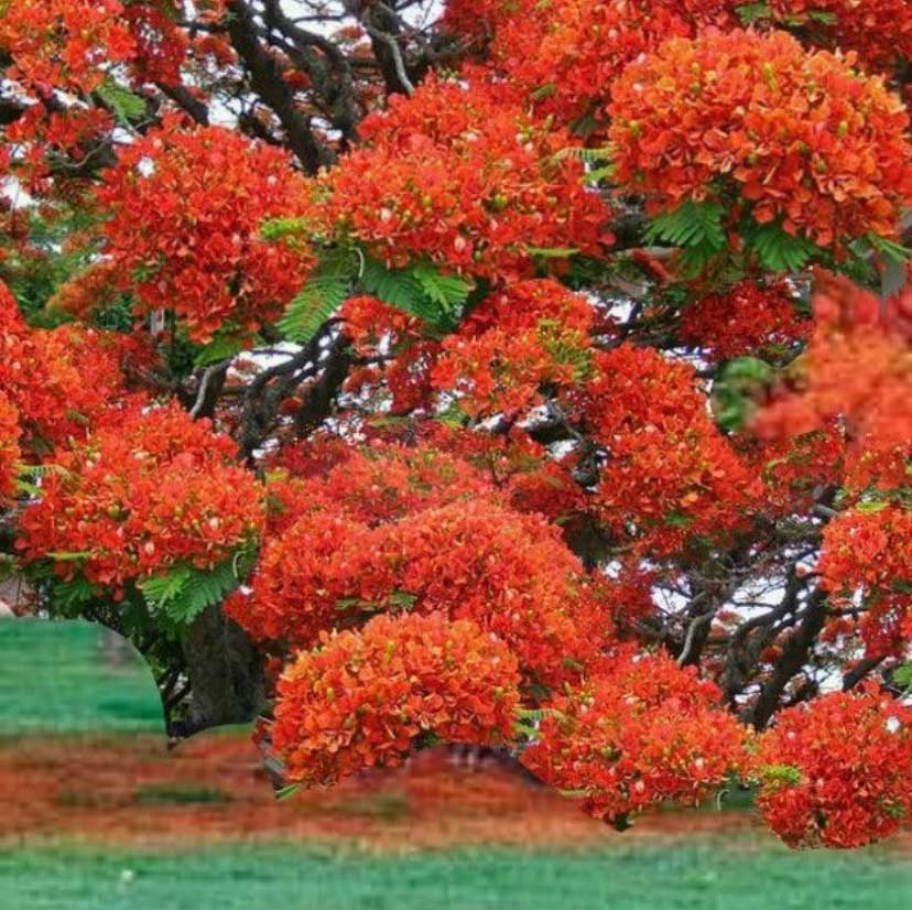 Royal Poinciana trees of Arguineguin